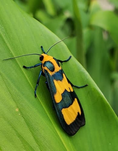 Magnificent Chrysaeglia
