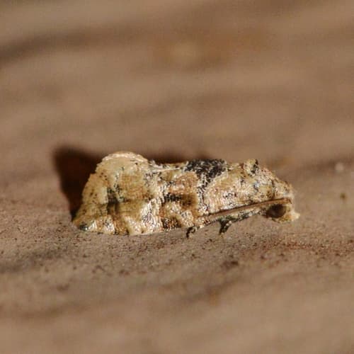 Chrysanthemum Flower Borer Moth