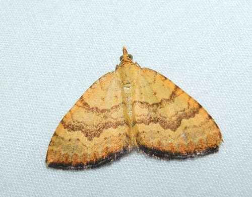 Chrysolarentia correlata