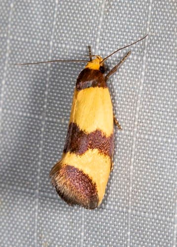 Fascialis Moth