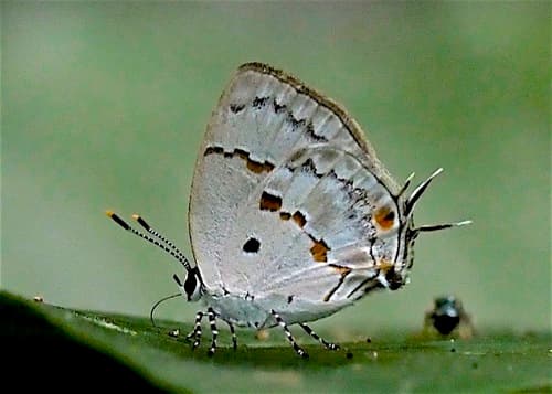 Chutes-and-ladders Hairstreak