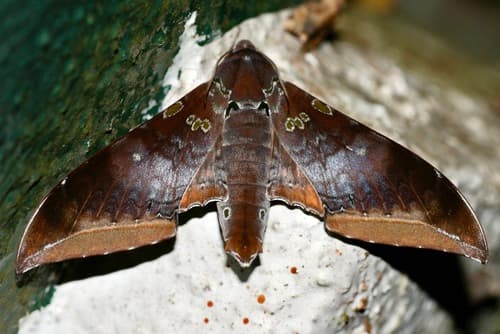 Cinnamon Gliding Hawkmoth
