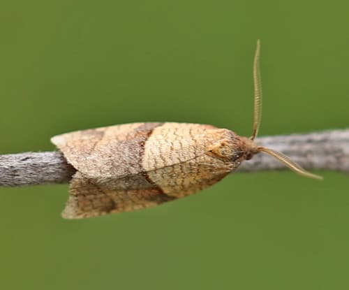 Cinquefoil Tortrix