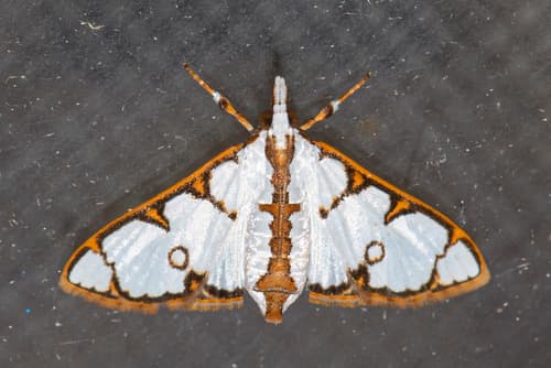 Cirrhochrista annulifera