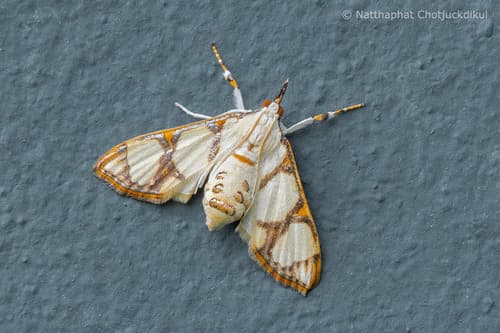 Kosempo Snout Moth