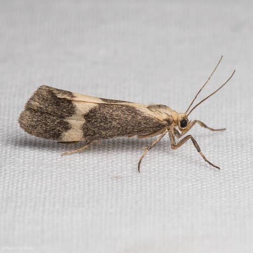 Faustinula Lichen Moth