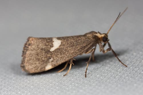 Pale Lichen Moth