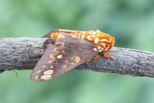 Bellavista Royal Moth