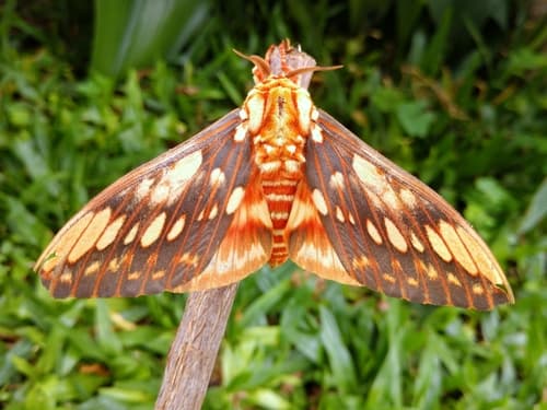 Brissot's Royal Moth