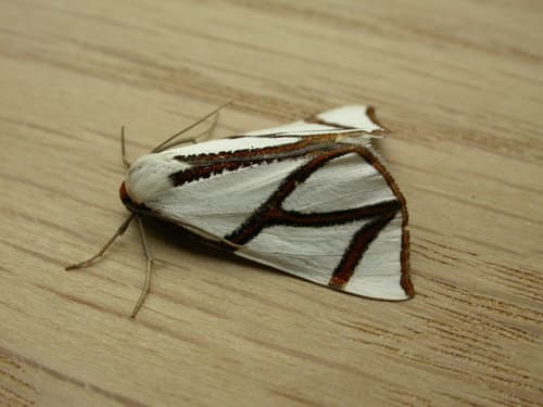 Clara's Satin Moth