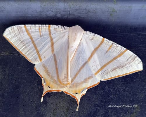 Clara's Swallowtailed Moth