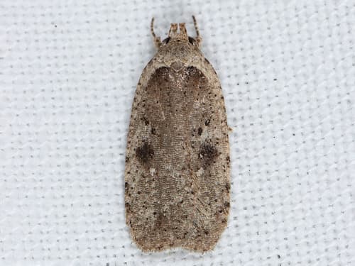 Clay-colored Agonopterix Moth