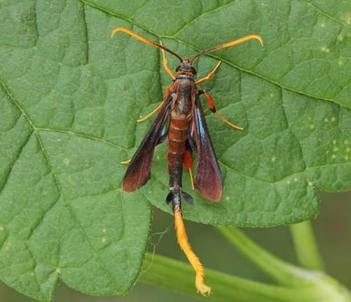 Clematis Clearwing Moth