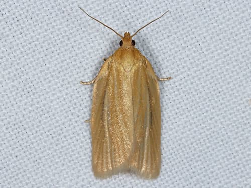 Clemens' Clepsis Moth