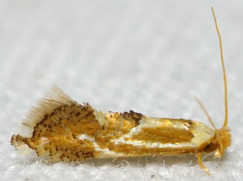 Clemens' Philonome Moth