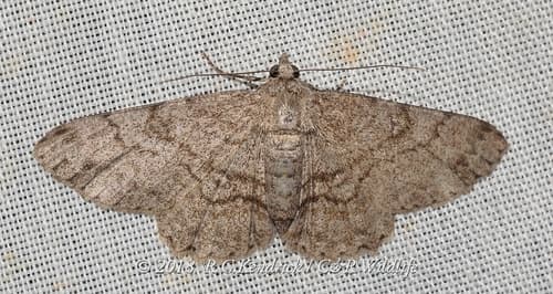 Repulsaria Moth