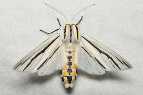 Clio Tiger Moth