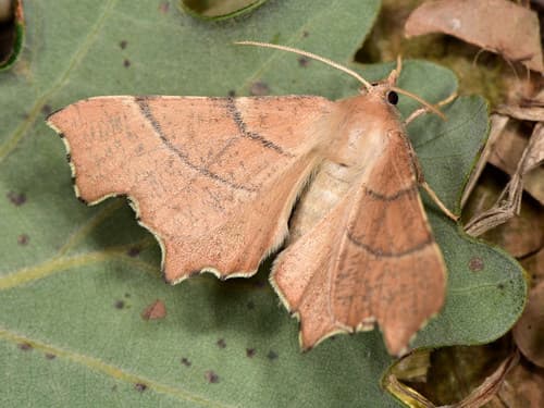 Clouded August Thorn