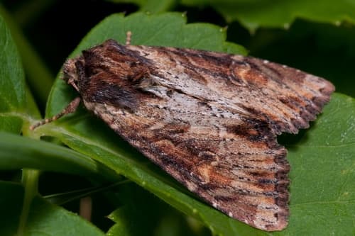Clouded-bordered Brindle