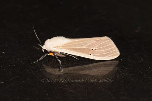 Clouded Tiger Moth