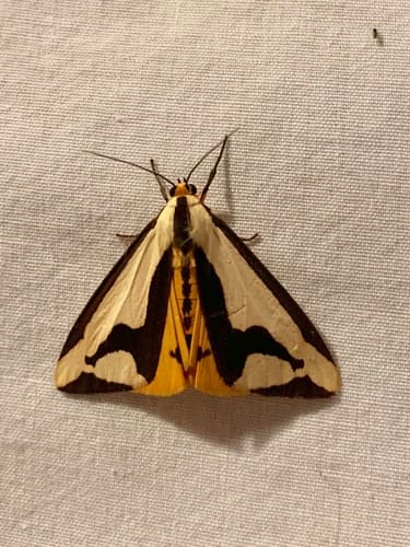 Clymene Moth