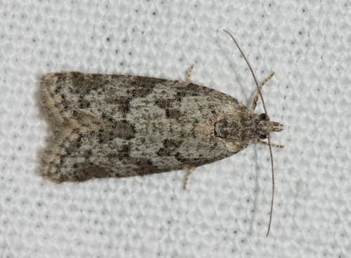 Cypress Tortrix