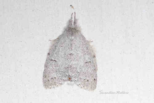 Cnethodonta grisescens