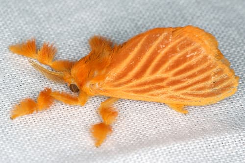 Coa Jewel Caterpillar Moth