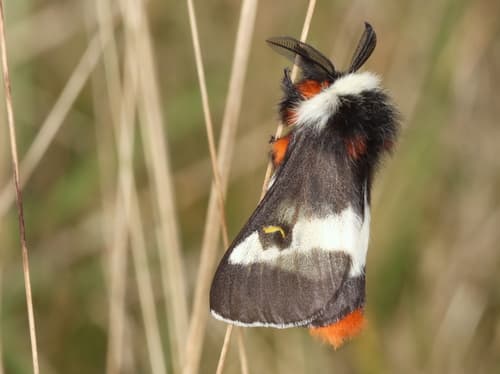 Coastal Barrens Buck Moth