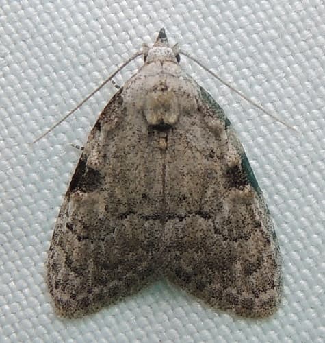 Coastal Plain Meganola Moth