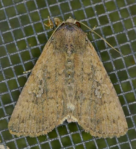 Cobbler Moth