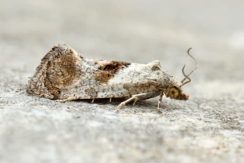 Cochylichroa temerana