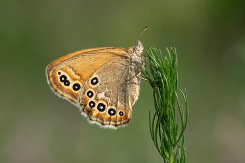 Amaryllis Ringlet