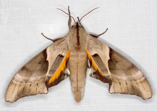 Australian Giant Hawk Moth