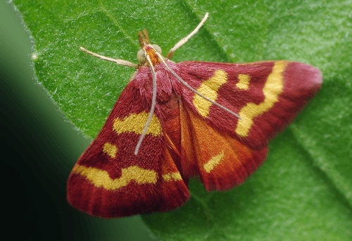 Coffee-loving Pyrausta Moth