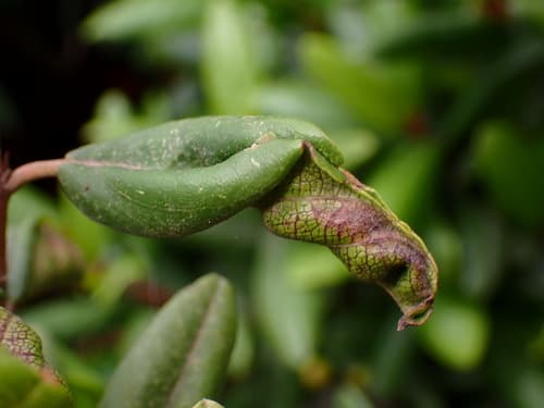 Coffeeberry Midrib Gall Moth