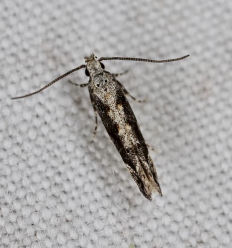 Coleotechnites Flower Moth