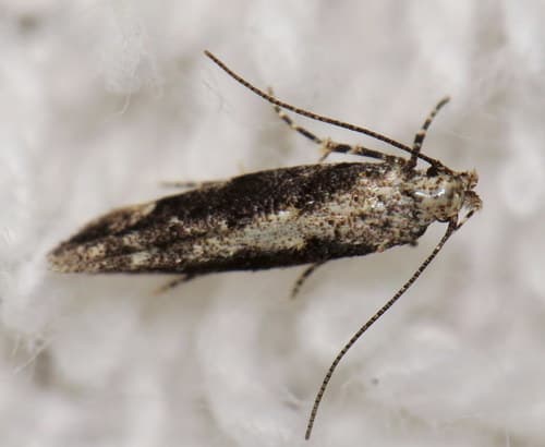 Coleotechnites quercivorella