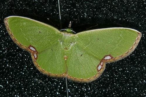 Comibaena procumbaria