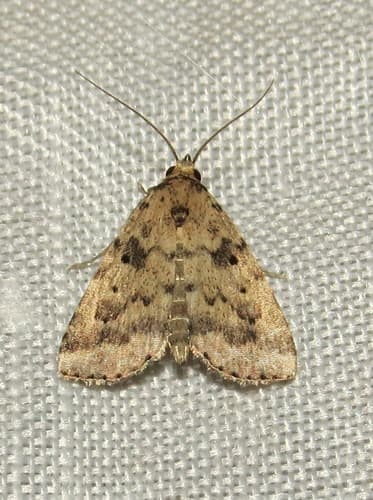Common Arugisa Moth