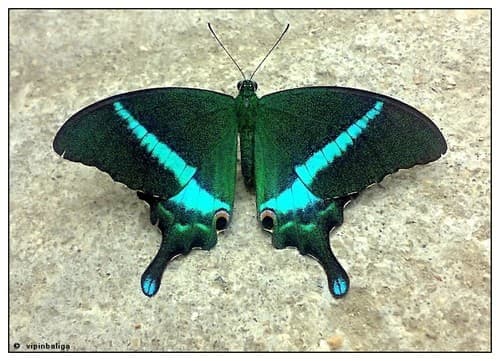 Common Banded Peacock Swallowtail