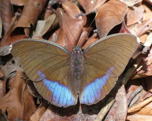 Common Blue-banded Forester