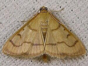 Common Caramel Moth