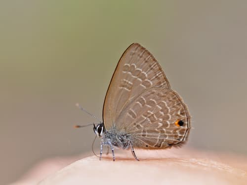 Common Ciliate Blue