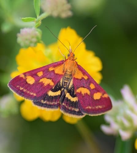 Common Crimson-and-gold Moth