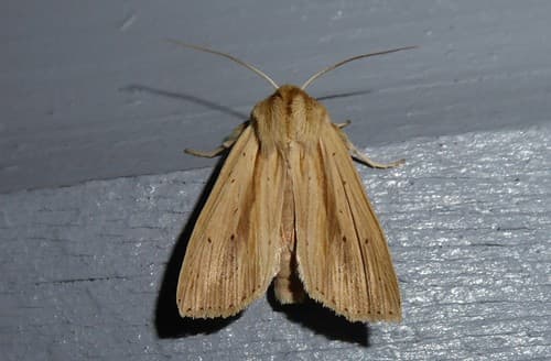 Common Dotted Wainscot