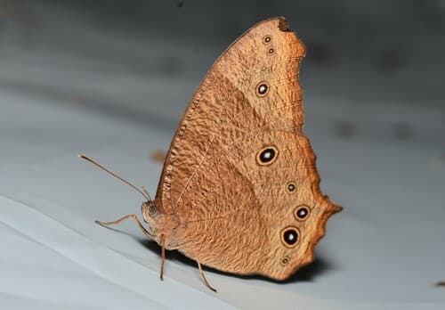 Common Evening Brown