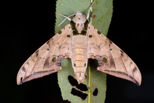 common gliding hawkmoth