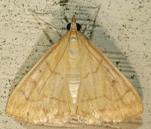 Common Hahncappsia Moth