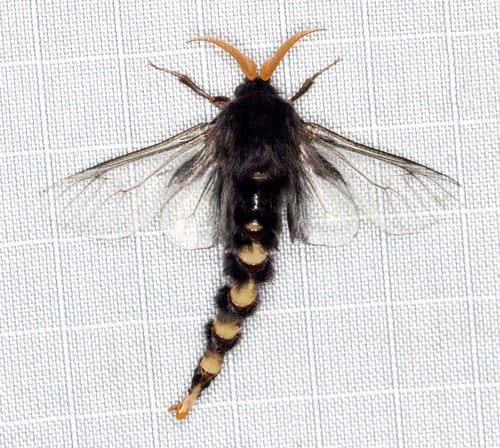 Common Leaf Case Moth